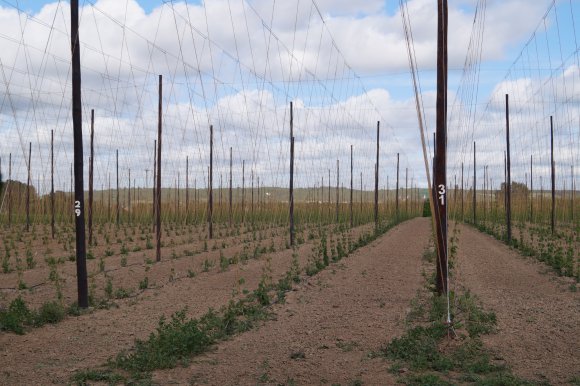 A Local Hop Field