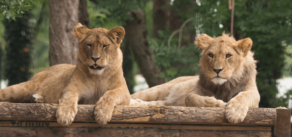 Image of the Port Lympne Lions at rest