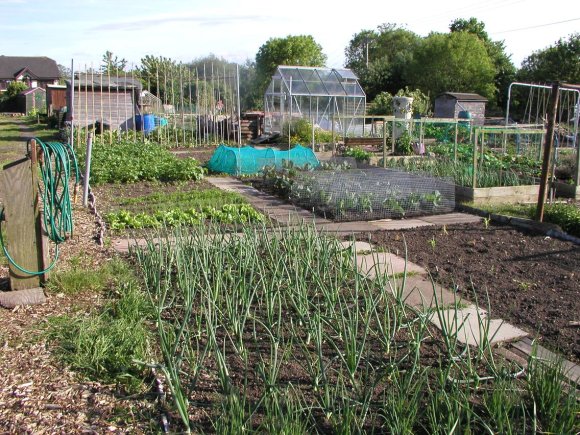 Image of an allotment plot