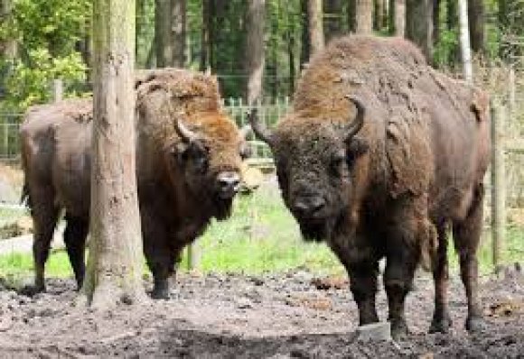 Image of Wild Animals in the Blean Woods Conservation area