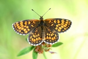 Picture of the rare Health Fritillary Butterfly