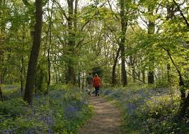 Picture of some of the Kent Ancient Woodland Trees